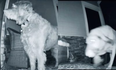 Cachorro chega em casa às 5h30 da manhã com visitante inesperado