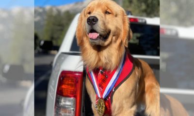 Cachorro golden retriever é prefeito de cidade