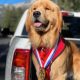 Cachorro golden retriever é prefeito de cidade