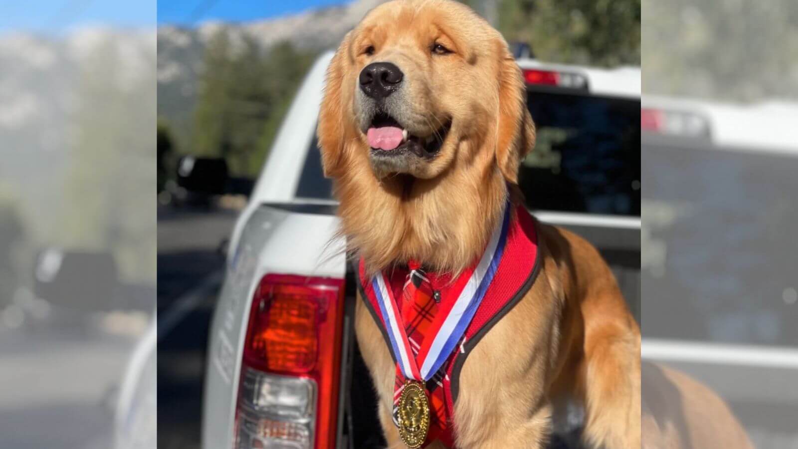 Cachorro golden retriever é prefeito de cidade