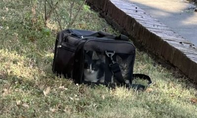 Ninhada de gatos abandonados em bolsa