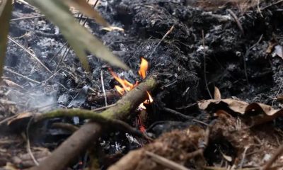 Dia da Árvore sob fogo especialista de Jundiaí alerta sobre crise ambiental