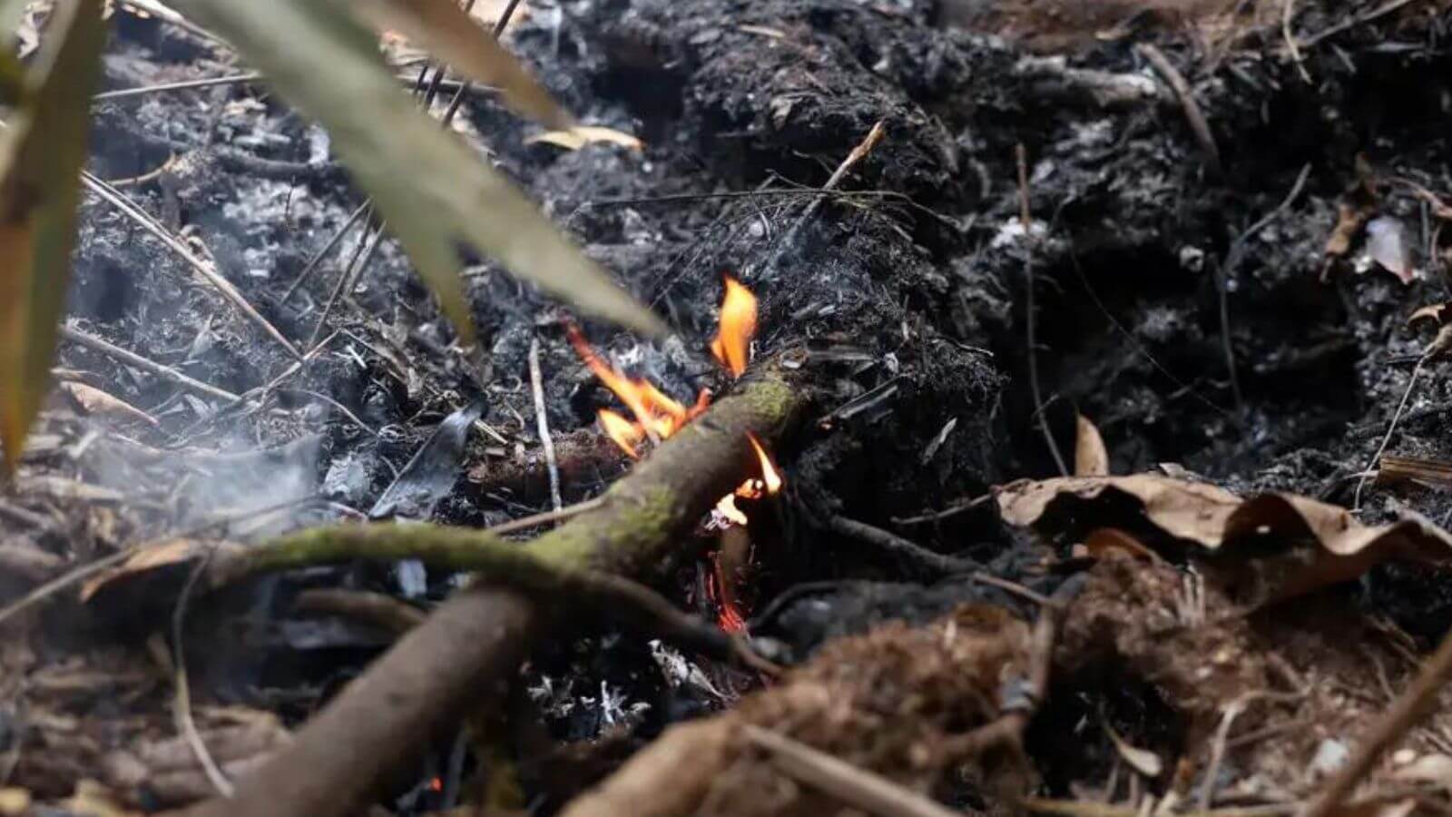 Dia da Árvore sob fogo especialista de Jundiaí alerta sobre crise ambiental