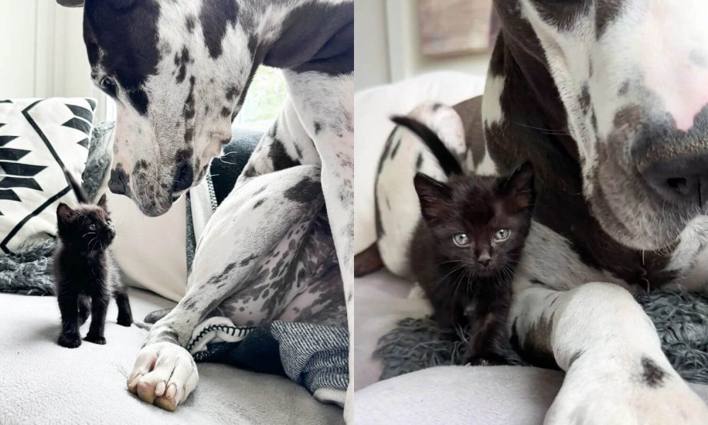 Cachorro dogue alemão com gatinho preto