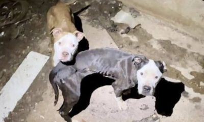 Dois cachorros pit bull abandonados