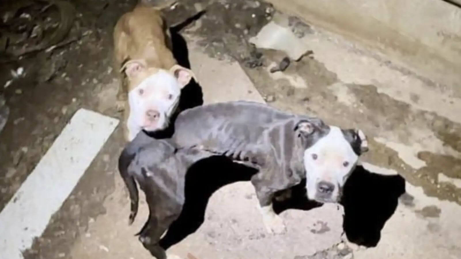 Dois cachorros pit bull abandonados