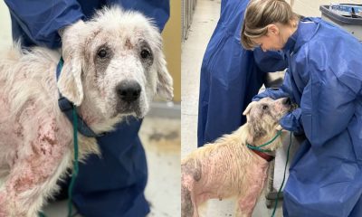 Esse cachorro estava doente e perdendo as esperanças - até que as pessoas certas chegaram