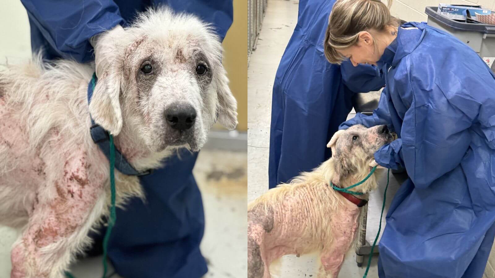 Esse cachorro estava doente e perdendo as esperanças - até que as pessoas certas chegaram