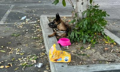 Cachorro abandonado em árvore