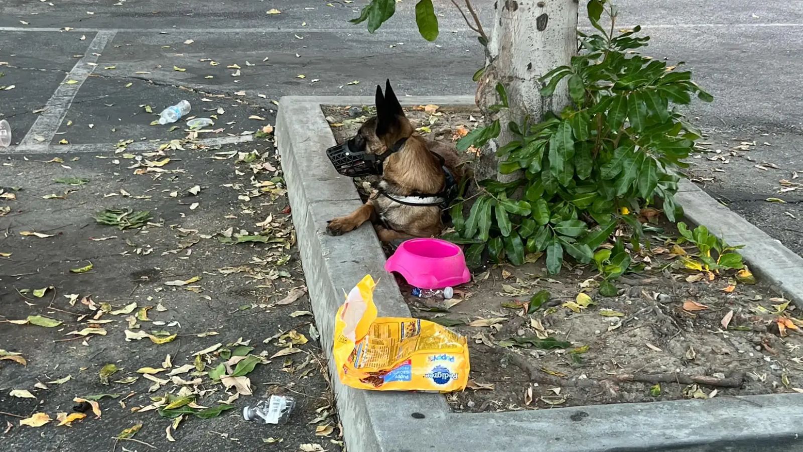 Cachorro abandonado em árvore