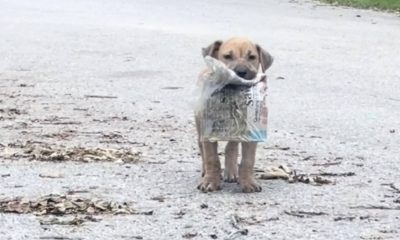 Filhote de cachorro abandonado mostra orgulhosamente seu jornalzinho para todos na rua