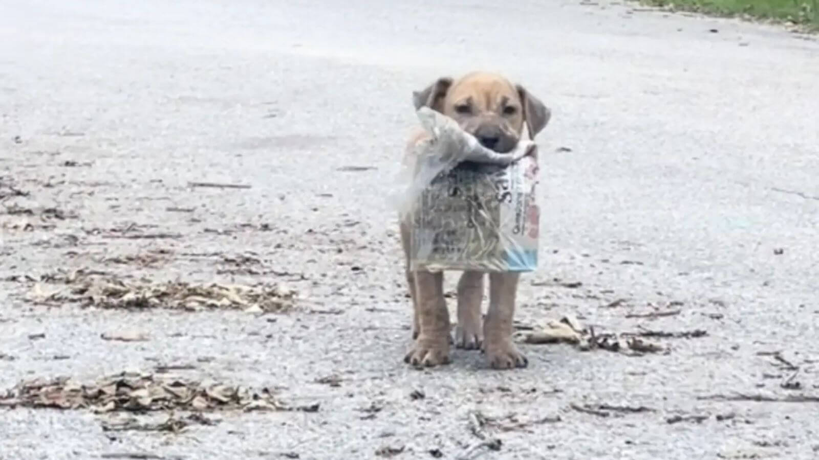 Filhote de cachorro abandonado mostra orgulhosamente seu jornalzinho para todos na rua