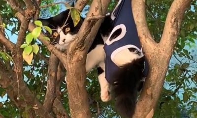 Gata com macacão cirúrgico presa em árvore