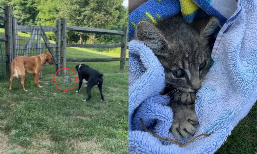 Cães ajudam no resgate de gatinho