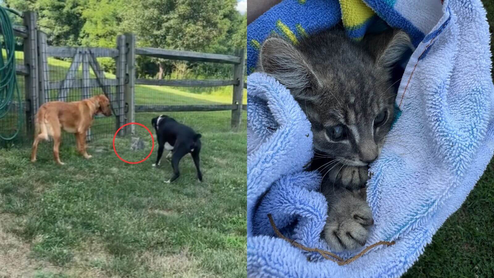 Cães ajudam no resgate de gatinho