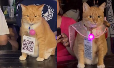 Gato em cima de mesa de bar com placa de QR Code pendurada no pescoço