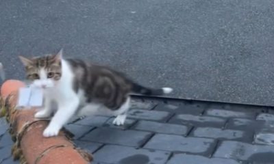 Gato ladrão surpreende sua tutora com presentes inusitados