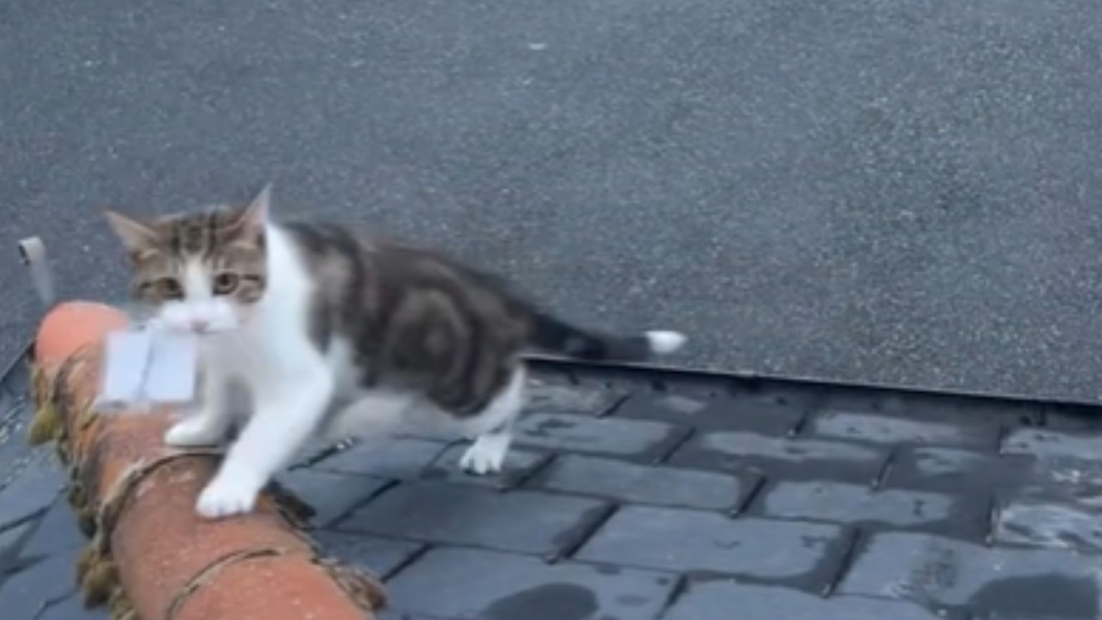 Gato ladrão surpreende sua tutora com presentes inusitados