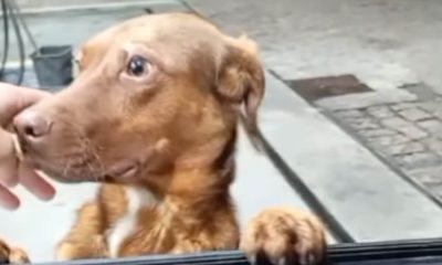 Homem é vítima de adoção forçada por cachorro abandonado em posto de gasolina