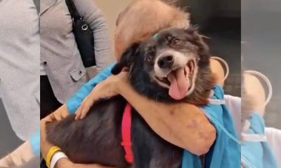 Idoso recebe visita de seu cachorro em hospital