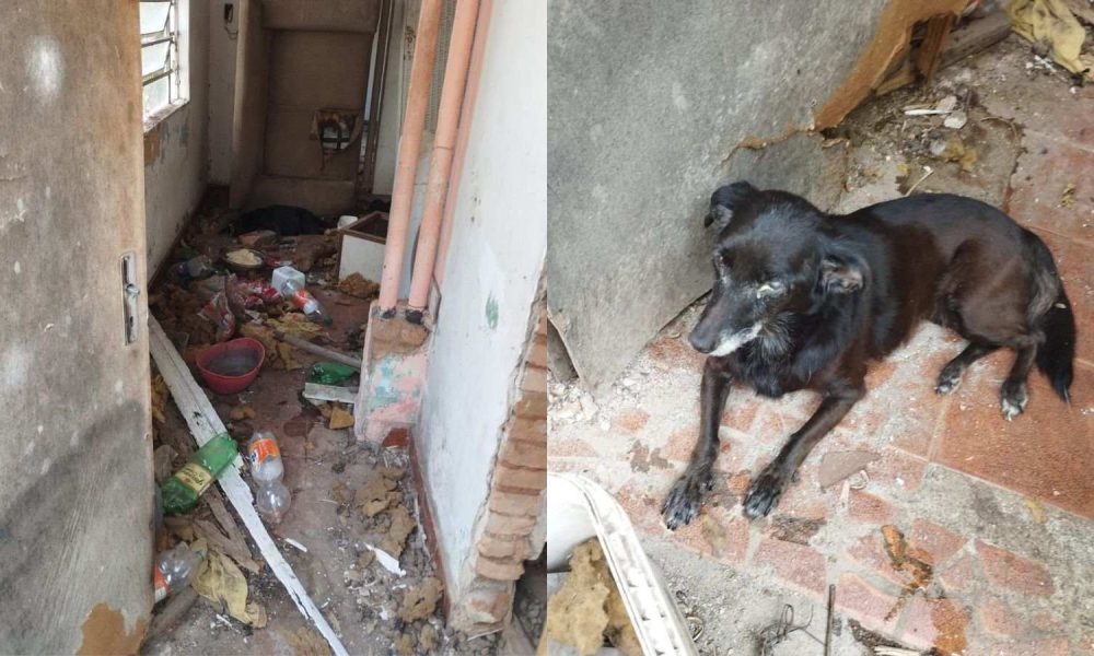 Cachorra encontrada em maus-tratos em Jundiaí