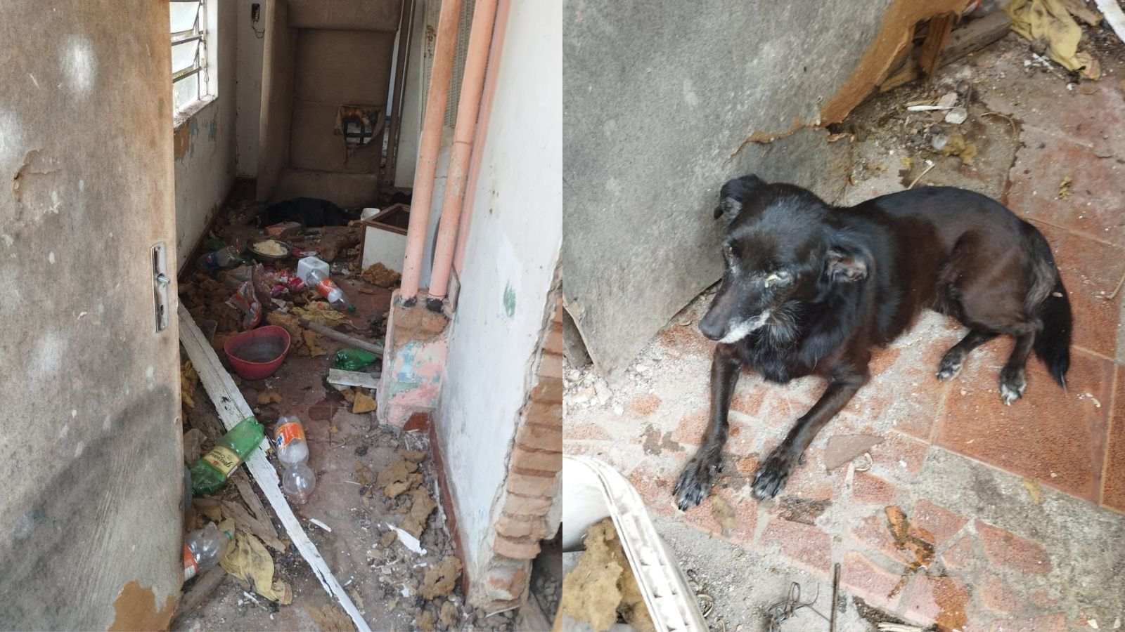 Cachorra encontrada em maus-tratos em Jundiaí