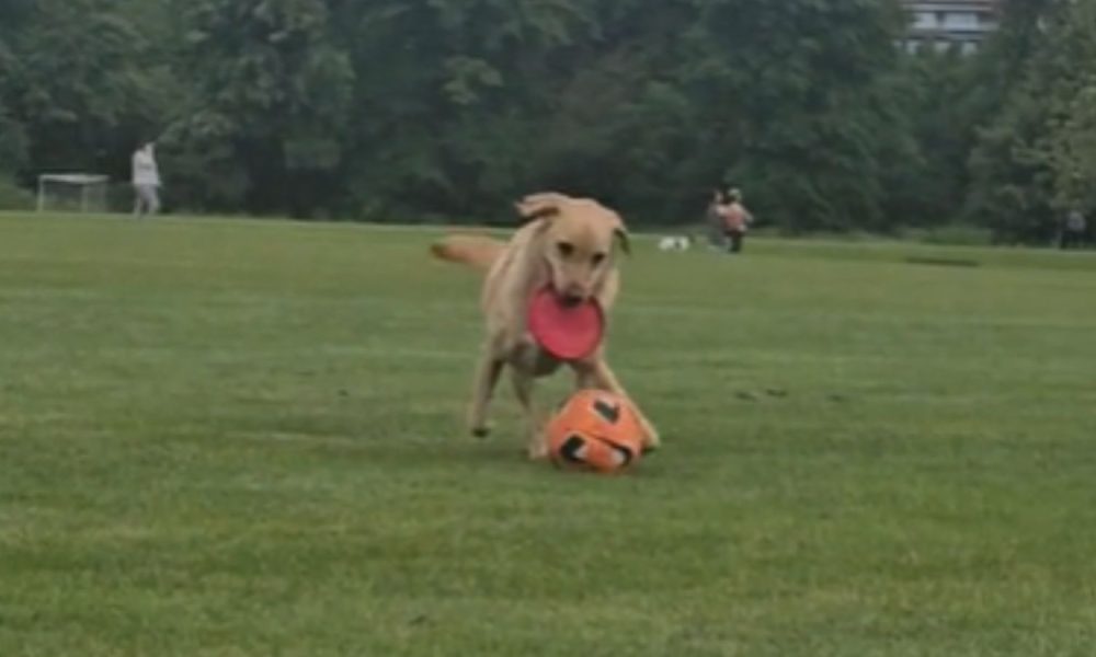 Cachorro viraliza com dribles incríveis