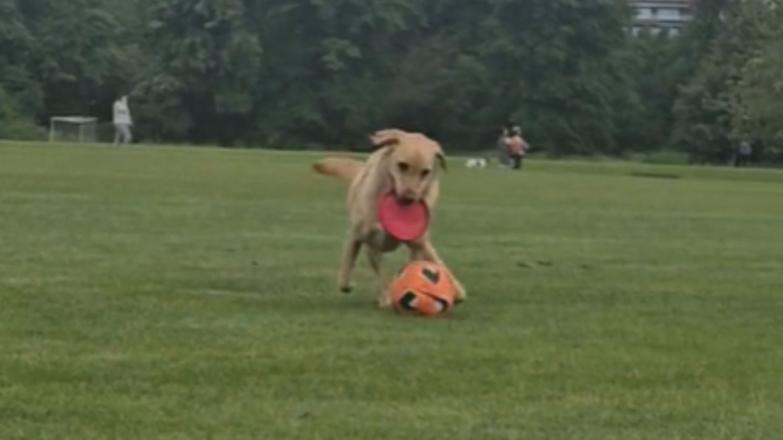 Cachorro viraliza com dribles incríveis