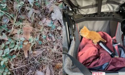 Mãe resgata gato cego abandonado na rua