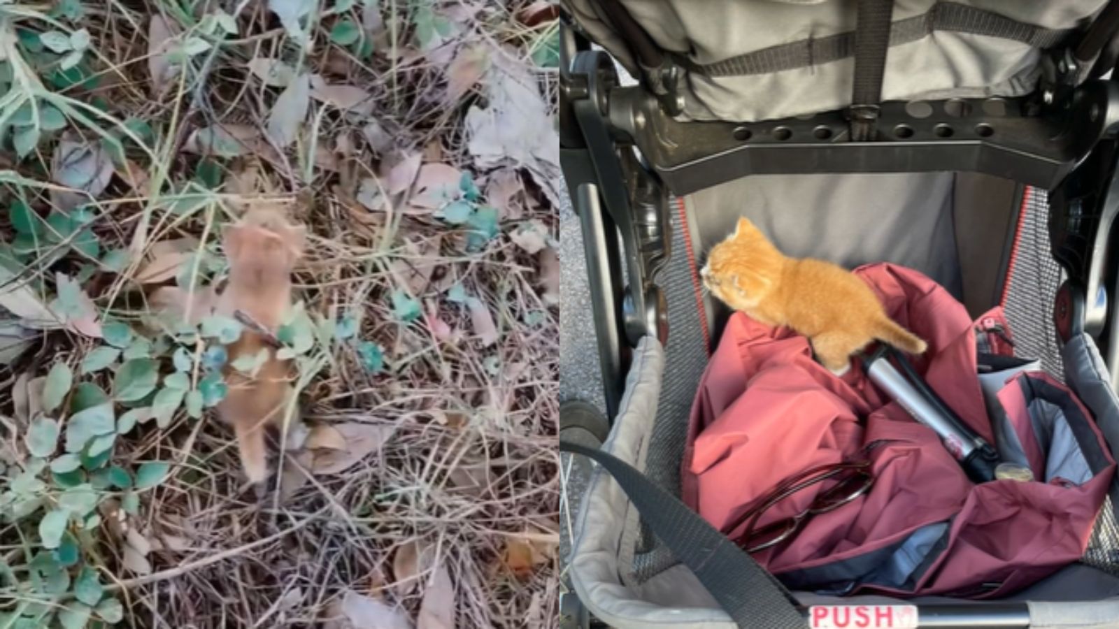 Mãe resgata gato cego abandonado na rua