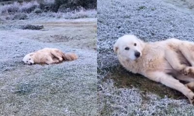 Cachorro deitado em grama com geada