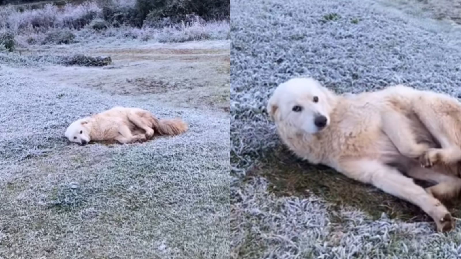 Cachorro deitado em grama com geada