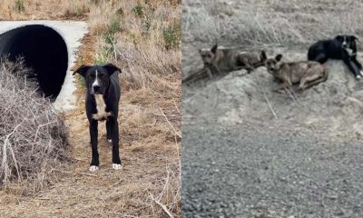 Cachorros abandonados vivendo em um cano no meio do nada