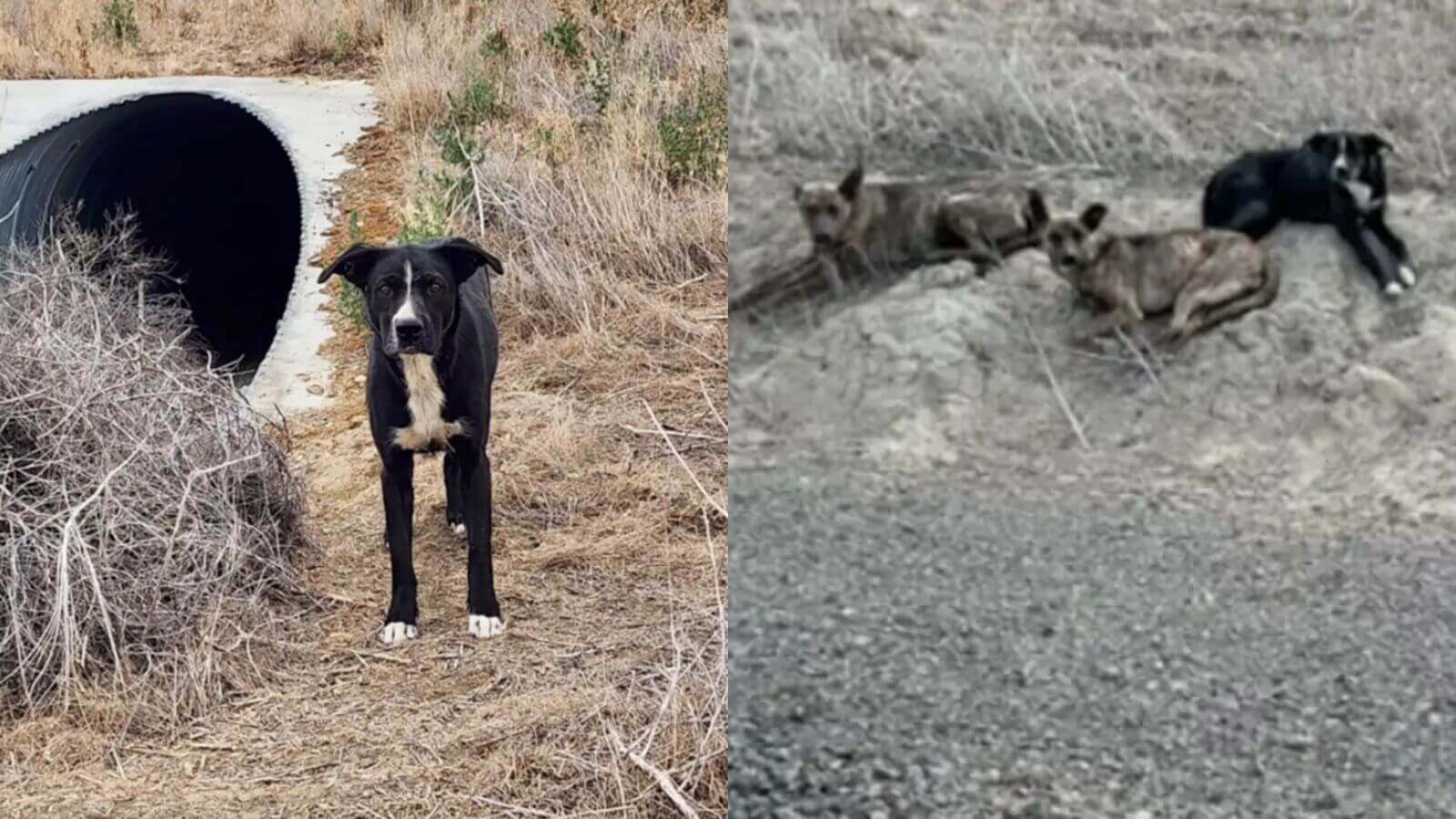 Cachorros abandonados vivendo em um cano no meio do nada