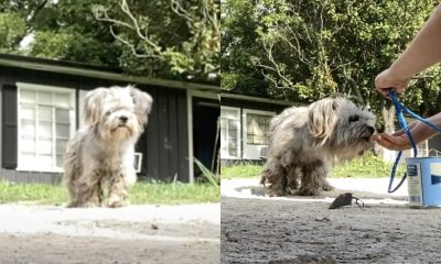 Mulher encontra cachorro abandonado vivendo em uma vala