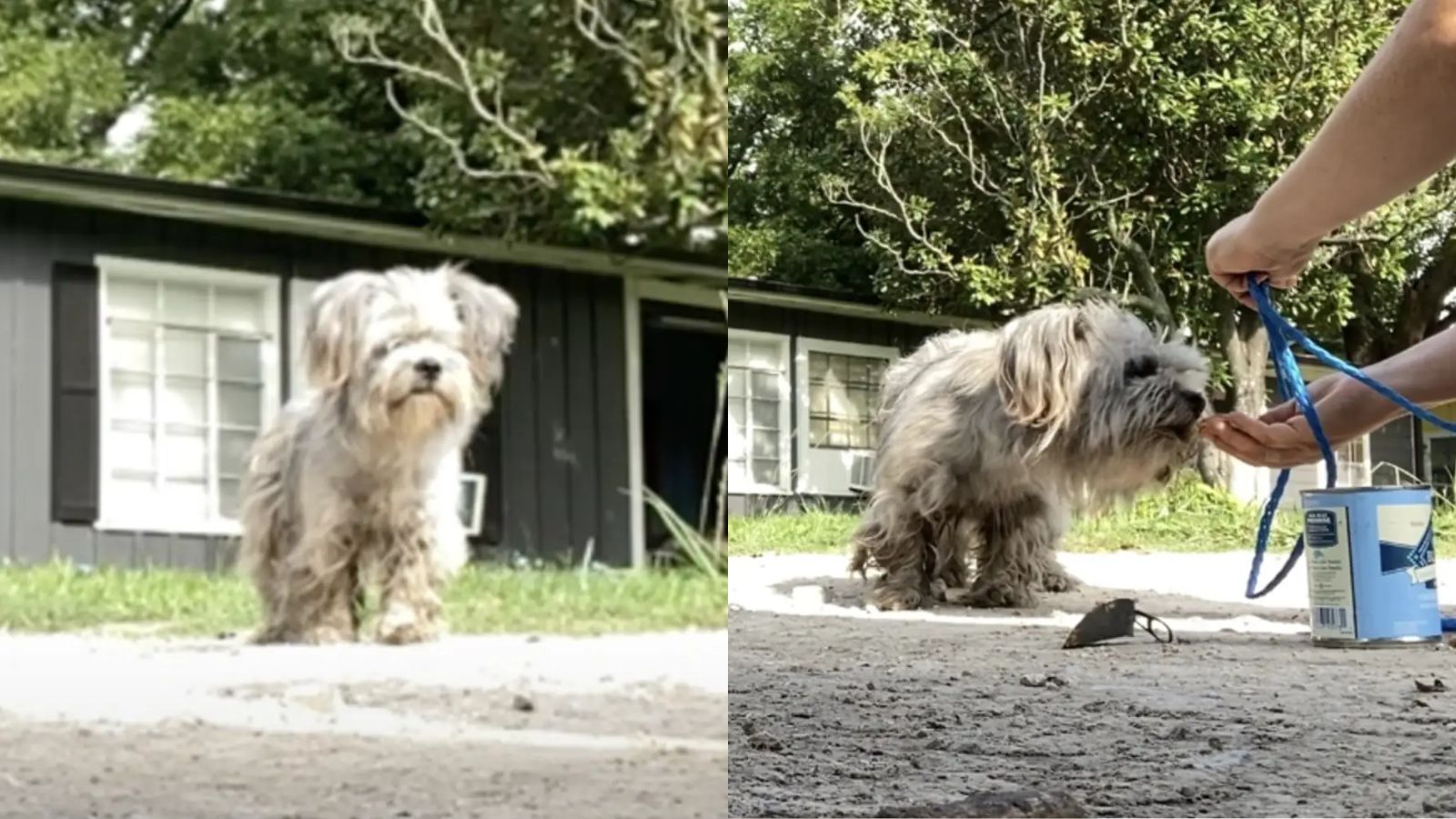 Mulher encontra cachorro abandonado vivendo em uma vala