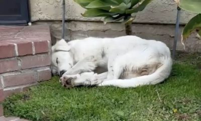 Mulher encontra cachorro de rua exausto encolhido em seu quintal