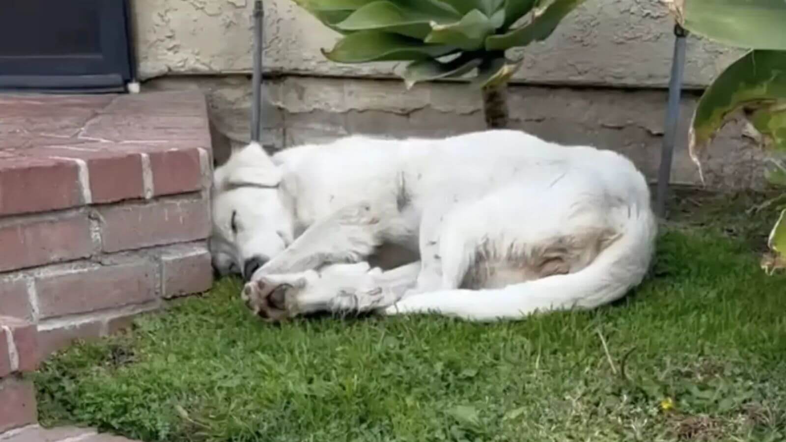 Mulher encontra cachorro de rua exausto encolhido em seu quintal