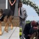 Mulher surpreende noivo com cachorro no casamento