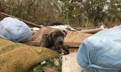 Cachorro encontrado dormindo em pilha de lixo