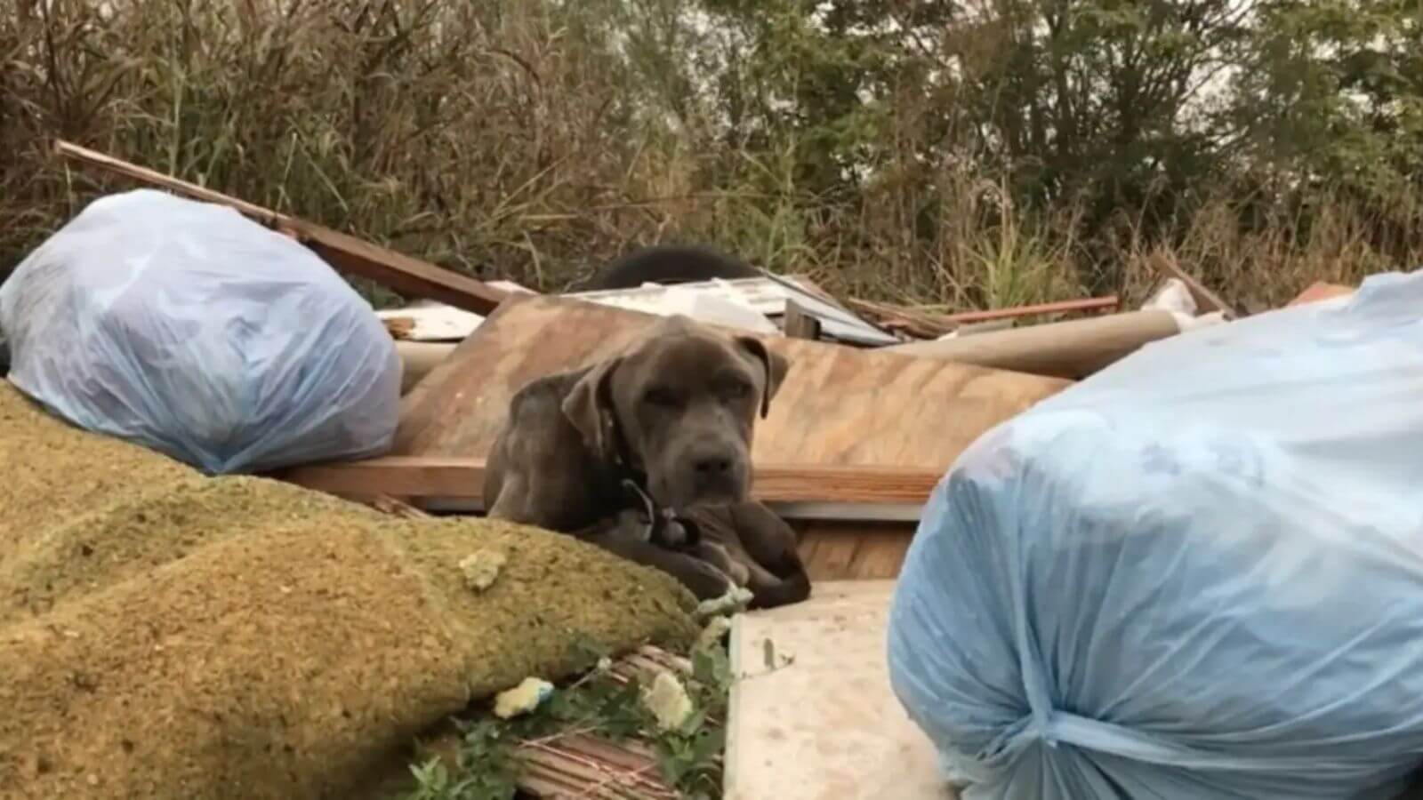 Cachorro encontrado dormindo em pilha de lixo