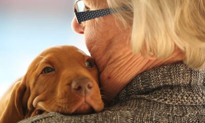 Pesquisa mostra que abraçar seu cachorro pode reduzir percepção da dor