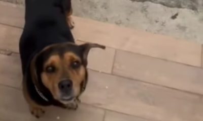 Torrada, o cachorro vira-lata, aprendeu a fugir de casa e divertiu sua tutora