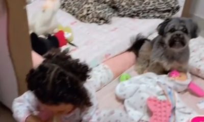 Tutor flagra bebê e cachorro brincando de madrugada