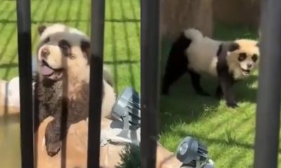 Zoológico pinta cachorros para se passarem por pandas