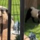 Zoológico pinta cachorros para se passarem por pandas