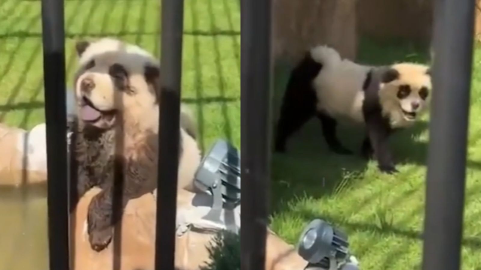 Zoológico pinta cachorros para se passarem por pandas