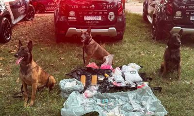 Cães da Guarda Municipal de Jundiaí sentados ao lado de 4,5 kg de drogas apreendidas em operação, com viaturas ao fundo.