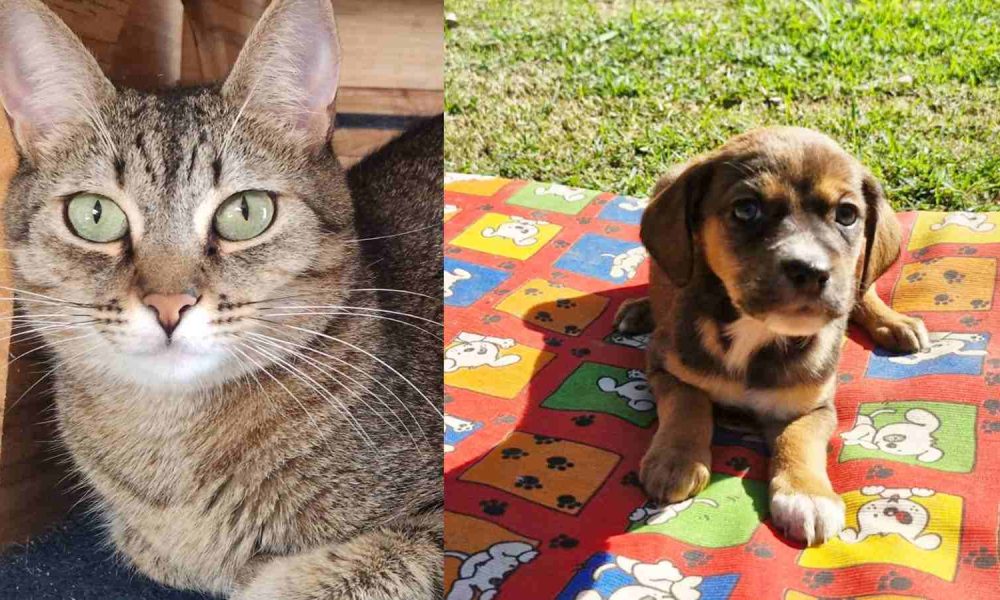 Feira de adoção de animais terá cães e gatos. À esquerda, imagem de gato tigrado de olho verde; à direita, foto de cachorro marrom filhote.