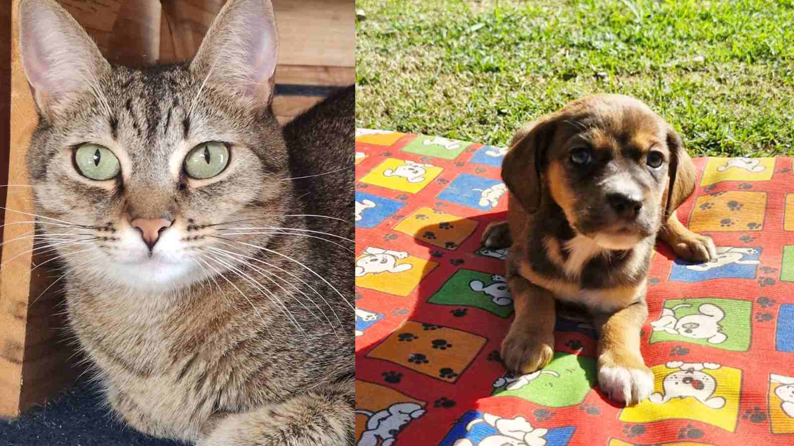 Feira de adoção de animais terá cães e gatos. À esquerda, imagem de gato tigrado de olho verde; à direita, foto de cachorro marrom filhote.